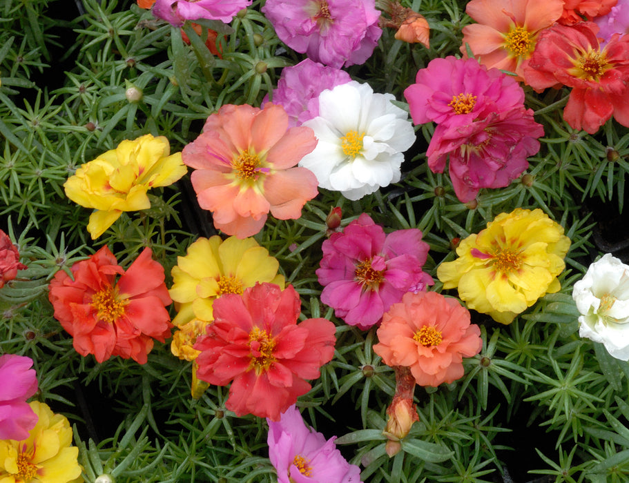 Double Mixed Portulaca Seeds — Rohrer Seeds