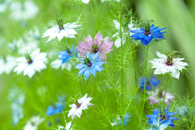 Rainbow Flowers from Paper with roses, baby's breath and store Love in the Mist blue Nigella flowers