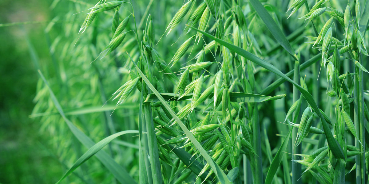oat seeds to plant Spring OATS 5LB