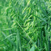 Spring Oats (5 lb.), Cover Crop Seeds