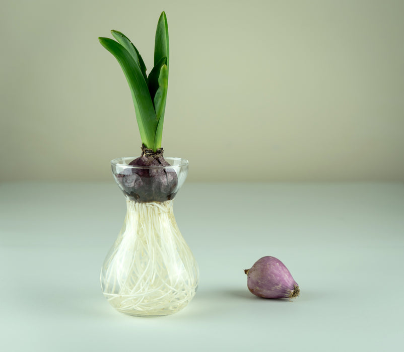 Pink Pearl in Glass