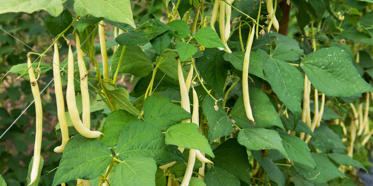 beans plant Custard Yellow Bean Seeds Custard Yellow Beans (1 Lb)