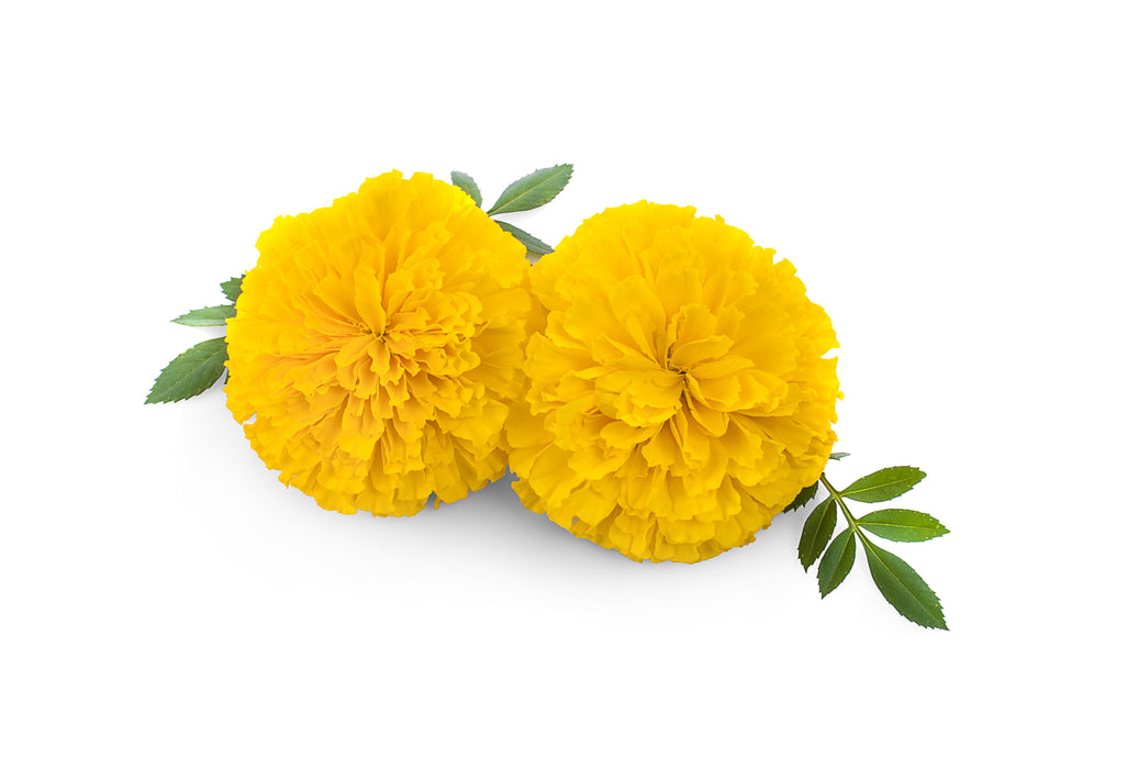 Bonanza Yellow Marigold Seeds