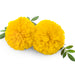 Bonanza Yellow Marigold Seeds