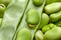 Broad Windsor Fava Beans