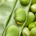 Broad Windsor Fava Bean Seeds