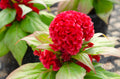 New Scarlet Red Celosia