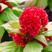 New Scarlet Red Celosia Seeds