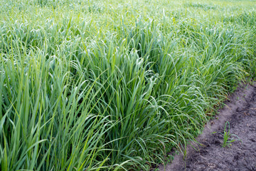 Shawnee Switchgrass (1 lb. Bulk) (UNAVAILABLE Spring / Summer 2023 Sub. Sunburst)