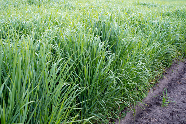 Shelter Switchgrass (1 lb. Bulk) (UNAVAILABLE Spring / Summer 2023 Sub. Sunburst)