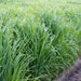 Shelter Switchgrass (1 lb. Bulk) (UNAVAILABLE Spring / Summer 2023 Sub. Sunburst)