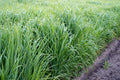 Sunburst Switchgrass PLS  (1 Lb. Bulk) (2023 Lot)
