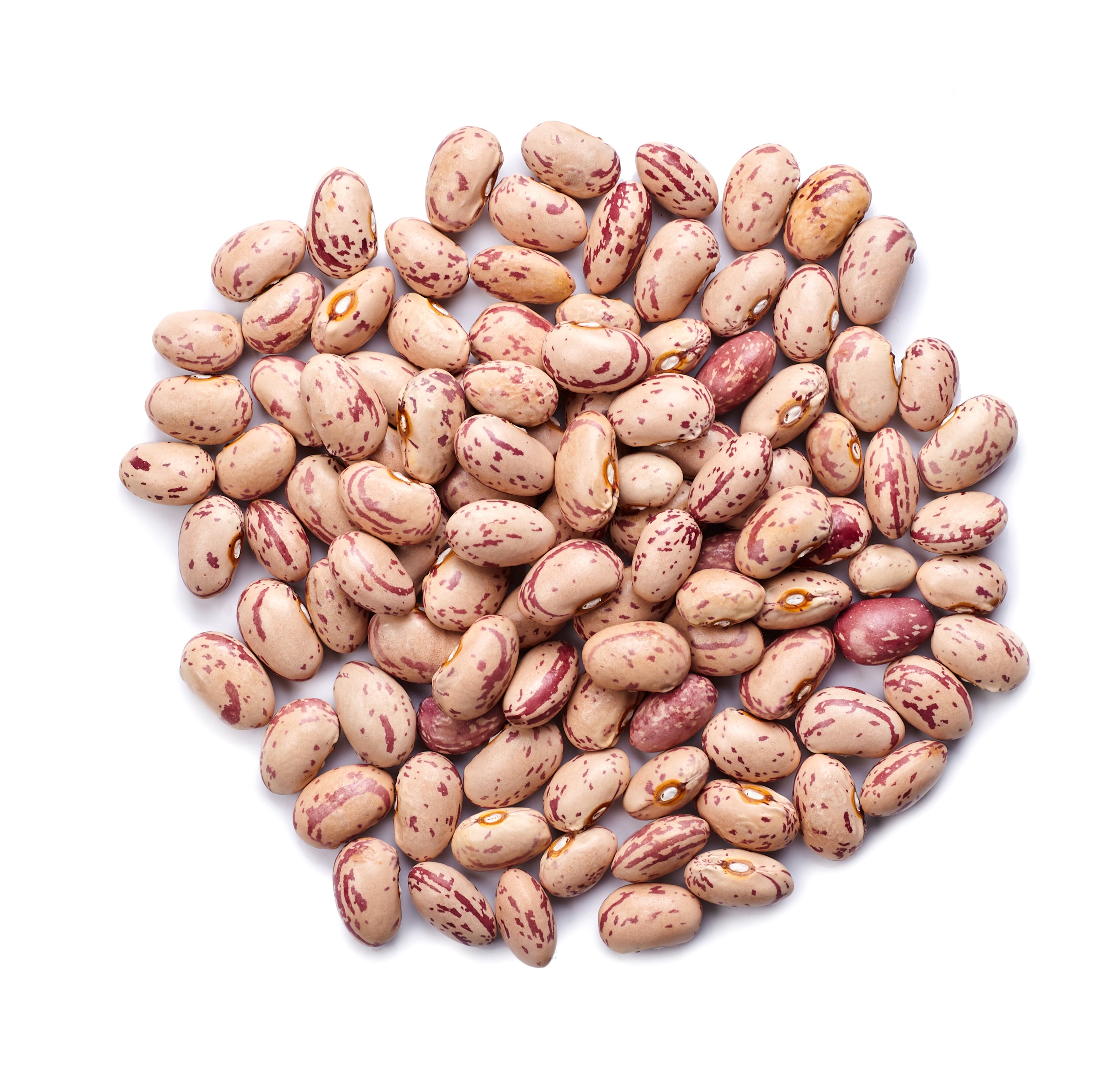 Dwarf Taylor Horticultural Bean Seeds — Rohrer Seeds