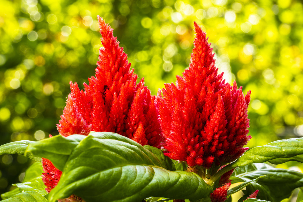 Forest Fire Celosia Seeds