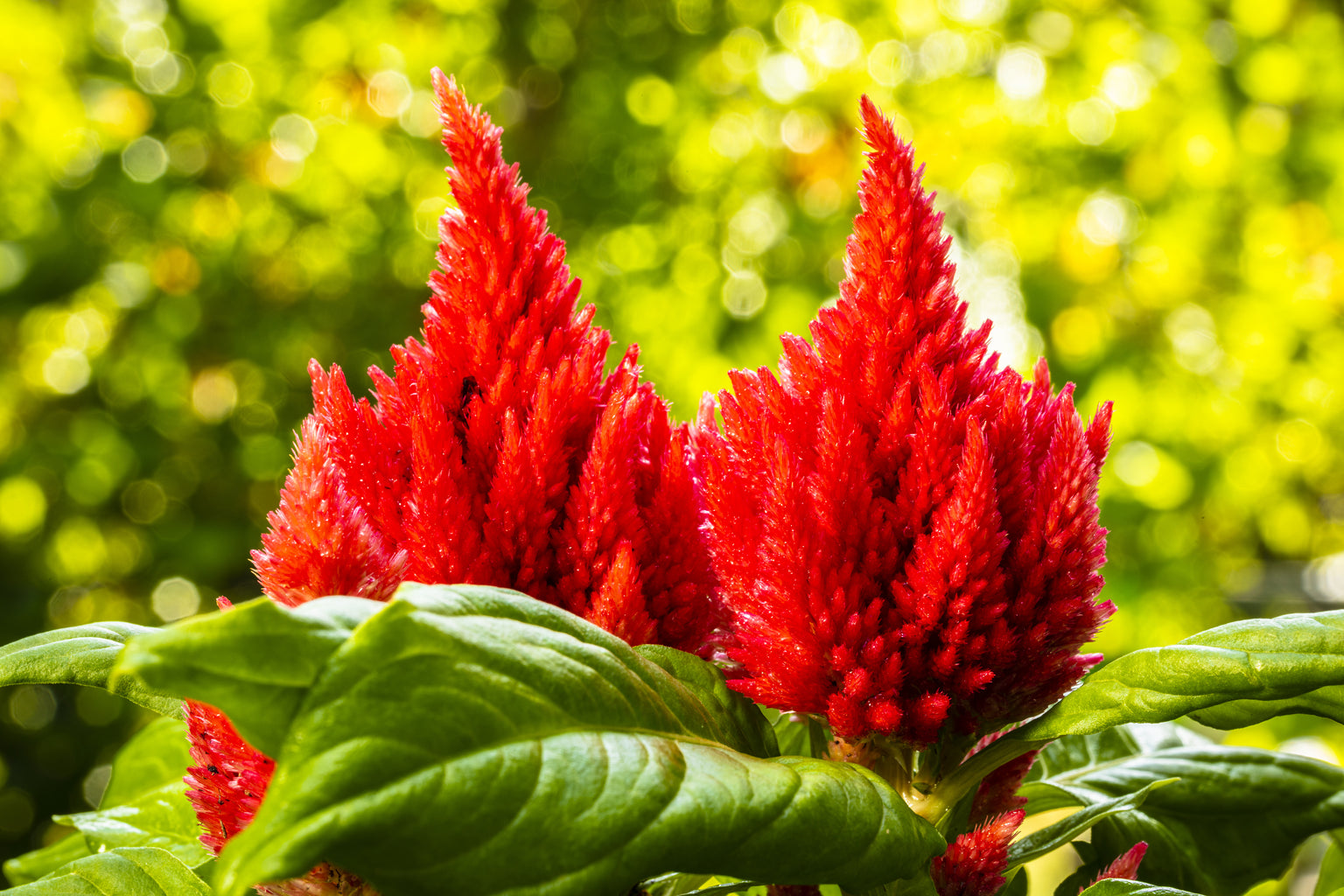 Celosia — Rohrer Seeds