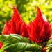 Forest Fire Celosia Seeds