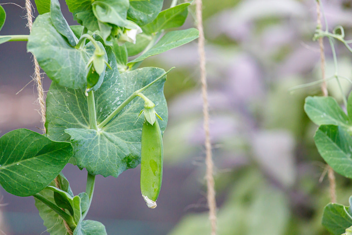 a pea plant with round seeds Dwarf White Blossom Sugar Pea Seeds — Rohrer Seeds