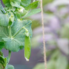 a pea plant that has round seeds Dwarf White Blossom Sugar Pea Seeds — Rohrer Seeds