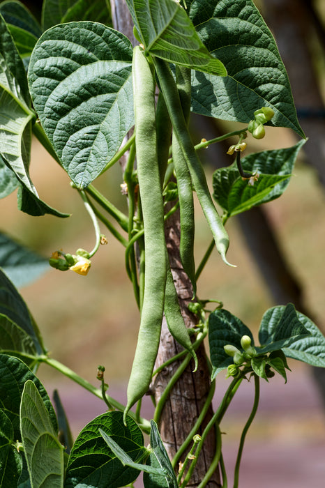 plant runner bean seeds White Half Runner Bean Seeds White Half Runner Beans (1/2 Lb)