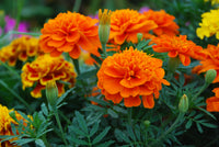 Janie Deep Orange Marigold