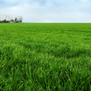 Winter Rye Seeds — Rohrer Seeds