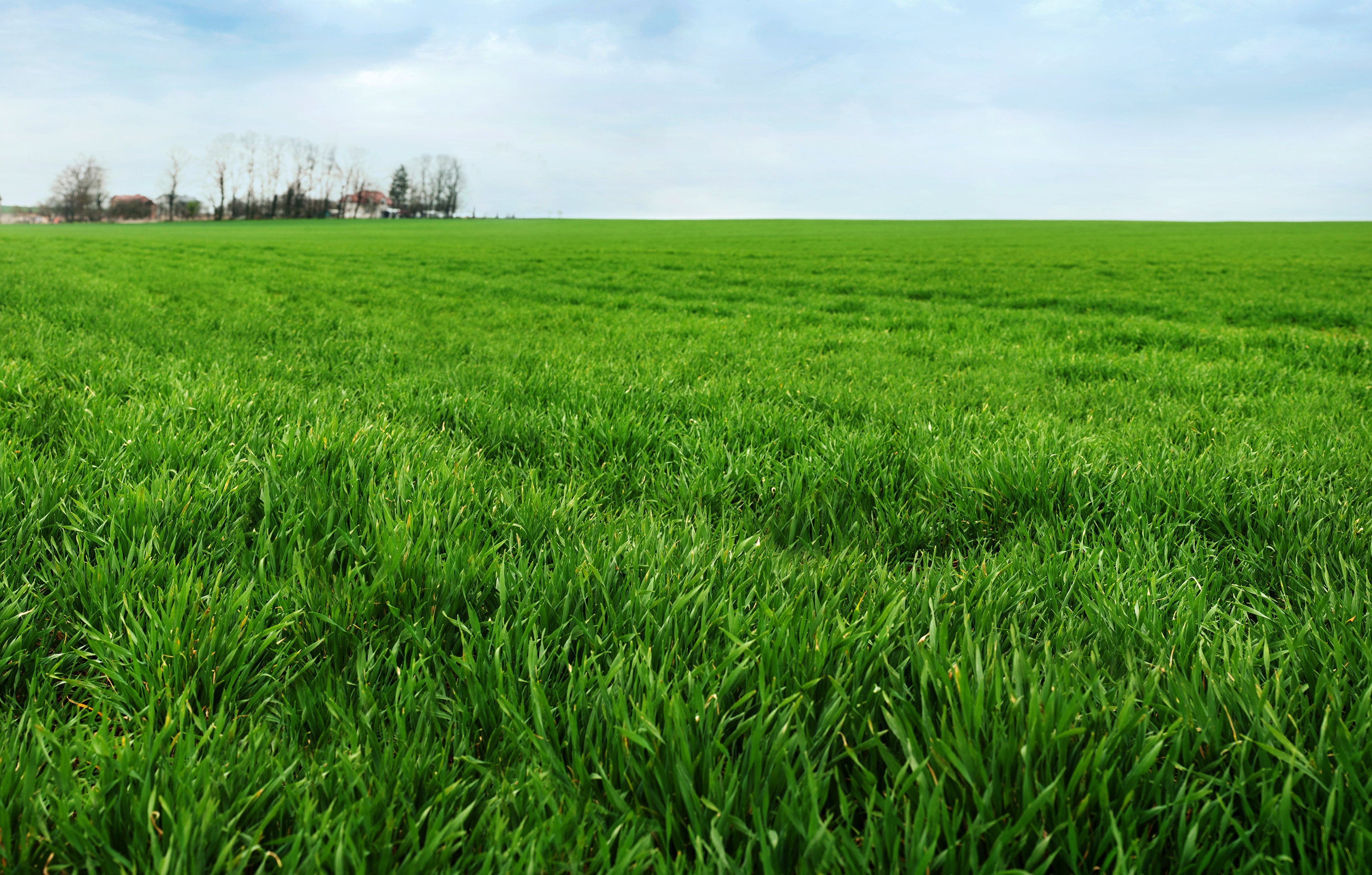 401 Winter Rye Winter Rye Seeds — Rohrer Seeds