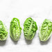 Little Gem Romaine Lettuce Seeds