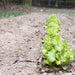 Organic Lettuce Seeds - USDA Black Seeded Simpson (1,000 Seeds)