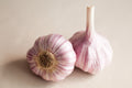 Chesnok Red Hardneck Garlic Bulbs (3 Bulbs/Pk)