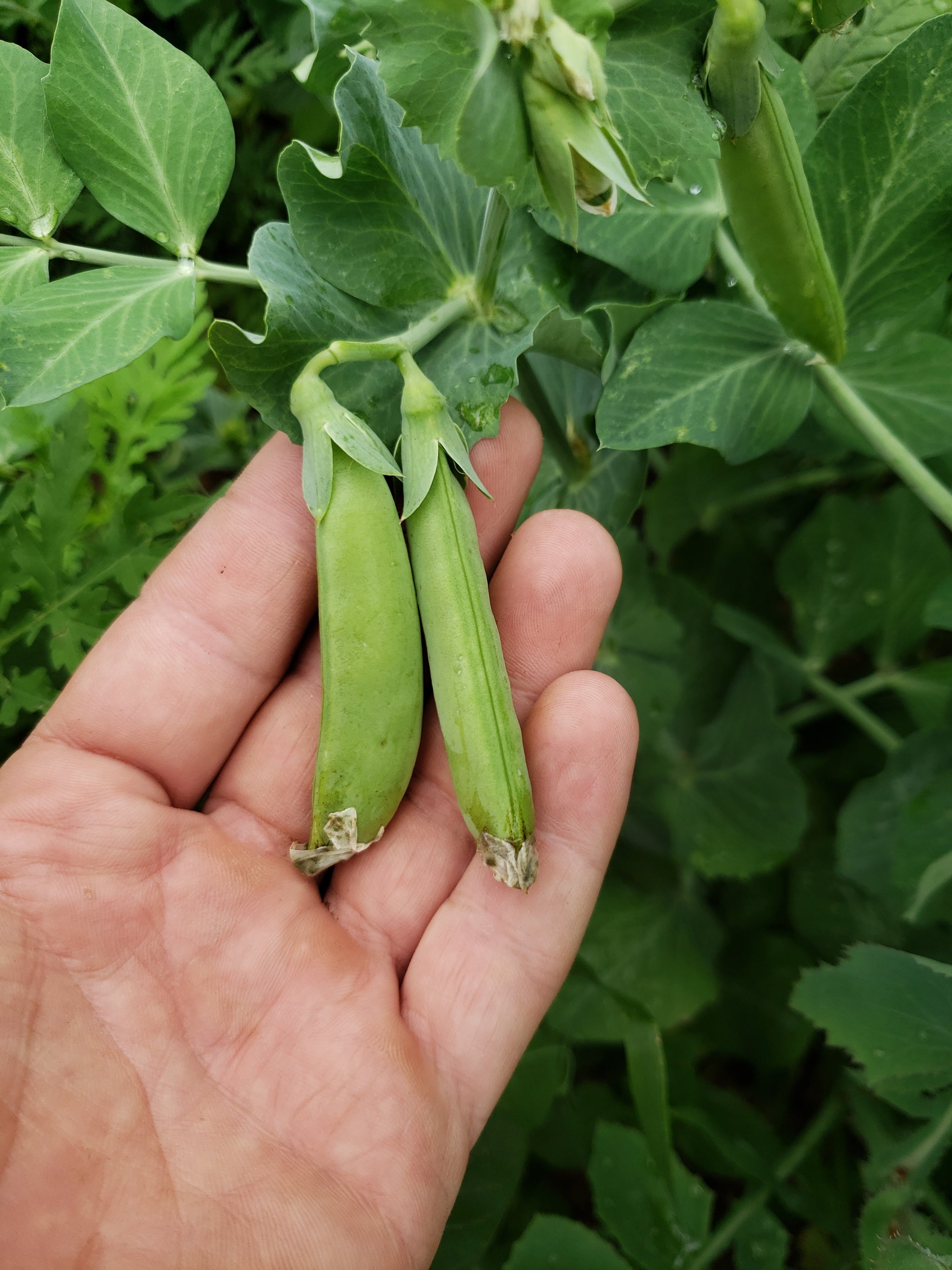 Pea Seeds — Rohrer Seeds