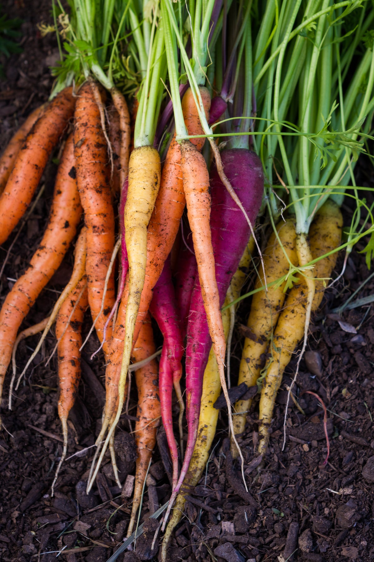 seeds of change garden carrot blend Rainbow Blend Carrot Seeds Rainbow Blend Carrot (1/2 Oz)