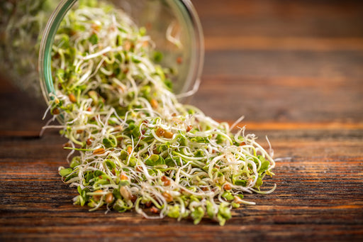 Glass jar overflowing with sprouted alfalfa seed.