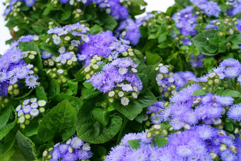 Flowers A-C — Rohrer Seeds