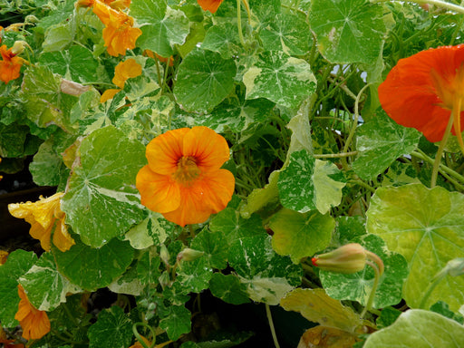 Alaska Mixed Nasturtium plant with mottled leaves and multiple orange or red flowers.