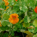 Alaska Mixed Nasturtium plant with mottled leaves and multiple orange or red flowers.