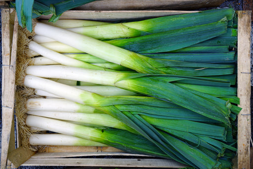 Mature American Flag Leeks resting in a wooden box.