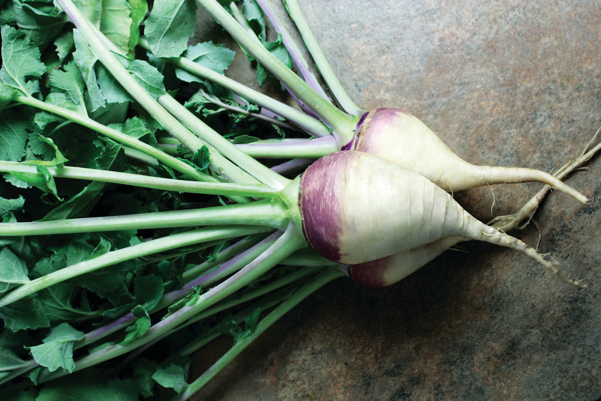 American Purple Top Rutabaga Seeds — Rohrer Seeds