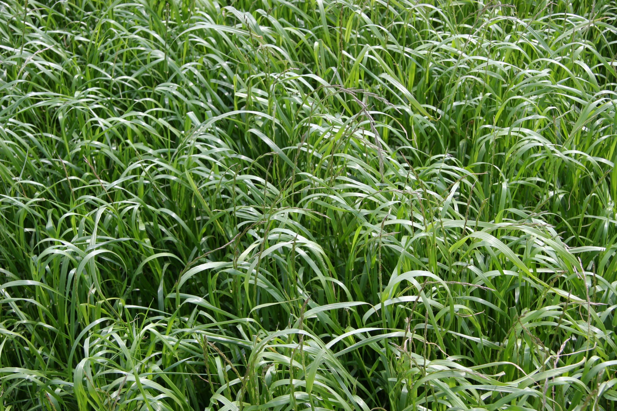 Annual Ryegrass 075 Lb Cover Crop Rohrer Seeds 8582