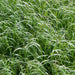 Annual Ryegrass (0.75 lb.), Cover Crop Seeds