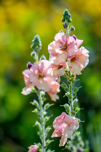 Flowers S-Z — Rohrer Seeds