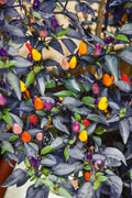 Autumn Time Ornamental Pepper (40 seeds), Container Collection