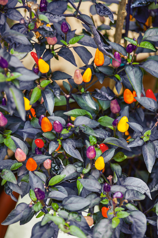 Autumn Time Ornamental Pepper (40 seeds), Container Collection