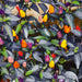 Small multicolored Autumn Time ornamental peppers growing on a plant.