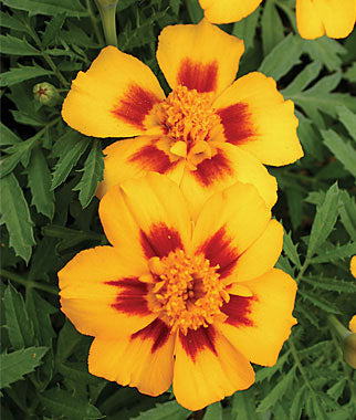 jaguar marigold seeds Jaguar Marigold
