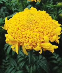 Mission Giant Yellow Marigold
