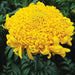 Mission Giant Yellow Marigold