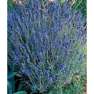 little lady lavender plants Lavender Lady — Rohrer Seeds