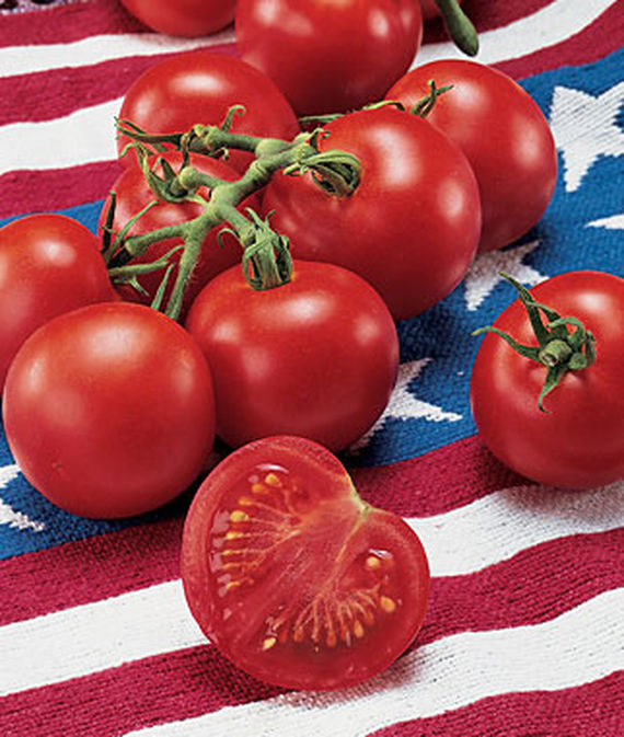 Fourth of July Tomato (Spring Pre-Order) 4.5 Pot - Burpee