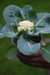 Plastic pot, being held by a person, with a mature Baby Cauliflower plant grown from seed.
