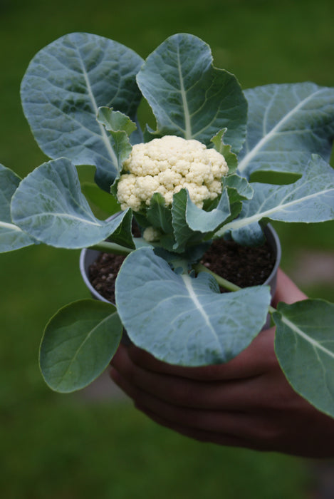 cauliflower plant in pot Baby F1 Hybrid Cauliflower (15 seeds), Container Collection — Rohrer Seeds